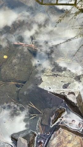 The video shows a clear, still body of water with a rocky bottom. Several rocks of varying sizes are visible, some with moss or algae growth. Pine needles and a small yellow object rest on the rocks and in the water. The surface of the water reflects the sky, showing clouds. There is a glimpse of a structure above the water, possibly a fence or railing.