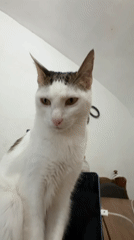 Casual moments with cat, drug preparation documented in Figueres