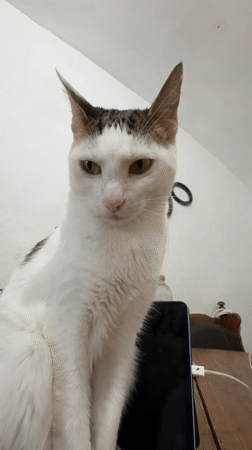 Casual moments with cat, drug preparation documented in Figueres
