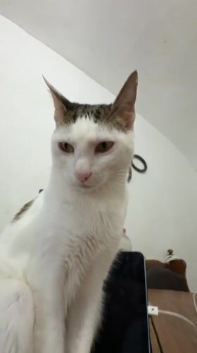 Casual moments with cat, drug preparation documented in Figueres