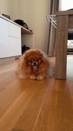 Quiet domestic moments with pet, flowers captured in Riga