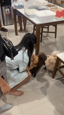 Cats, Pomeranians, and a house full of life in Davao