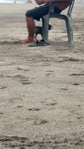 The video shows a person sitting in a chair on a beach. The person is wearing black shorts and is holding a phone. A small dog is standing next to the chair, looking up at the person. The beach is covered in sand and there are footprints in the sand. There are other people in the background, some of whom appear to be in the water. The lighting suggests it is daytime.