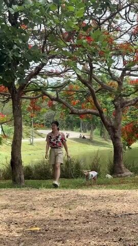 A woman walks with a small dog on a leash near a lake in a park. The woman is wearing a colorful shirt, beige shorts, and white sandals. The dog has a pink and white patterned shirt on. They are under a tree with red flowers, next to a pond with tall grass growing from its edge. In the background, across the lake and past a grassy hill, a person on a motorcycle passes another person sitting on the grass.