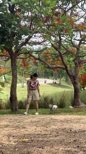 Woman walks dressed dog near lake in Thai park