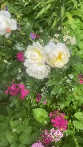The video shows a close-up view of a garden with various flowers and greenery. The camera pans slowly across the scene. In the foreground, a cluster of white roses with yellow centers is prominently featured. To the left and below the white roses, there are smaller, vibrant pink flowers. Further to the left, a large pink lily with multiple star-shaped blooms is visible, surrounded by lush green hosta leaves. In the background, more greenery and a few other flowers, including some small white and yellow daisies and a hint of orange, can be seen. The lighting suggests it is a sunny day, with dappled light filtering through the leaves. The overall impression is of a well-maintained, colorful garden in bloom. There are no people or animals visible in the video.