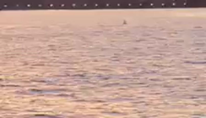 The video shows a body of water, likely a bay or harbor, with a skyline visible in the distance. The water is rippled, suggesting a gentle breeze. In the foreground, two jet skis are seen zipping across the water, creating sprays of white foam. One jet ski is ridden by a single person, while the other appears to have two people on it. The activity is recreational, with the riders enjoying a fast-paced ride.

As the video progresses, the camera pans to reveal the iconic Statue of Liberty. The monument stands tall and majestic, its green patina contrasting with the warm hues of the sky. The time of day appears to be sunset or sunrise, as indicated by the soft, golden light illuminating the scene and casting long shadows. The sky is a blend of pinks, oranges, and yellows, creating a serene and picturesque atmosphere.

The background features a line of trees and buildings, possibly part of the Jersey City skyline. The presence of the Statue of Liberty strongly suggests the location is New York Harbor, with Liberty Island in view. The overall mood is peaceful and inspiring, with the grandeur of the monument and the beauty of the natural light creating a memorable scene. There is no visible text in the video.