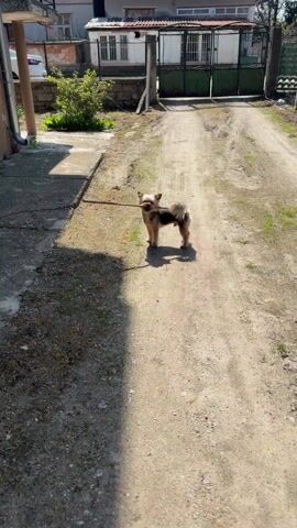 A small, tan and black dog carries a long stick in its mouth down a dirt path. The dog runs with the stick toward a concrete walkway, then stops briefly and looks back. The dog then goes forward onto the walkway, moving out of frame. The path is dirt and gravel, with some grass growing. A concrete sidewalk is to the left of the path. A building is visible in the background, with a closed green metal gate. The video is shot outdoors in daylight.