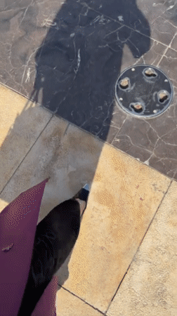 Morning visit to Sheikh Zayed Mosque documented in Abu Dhabi