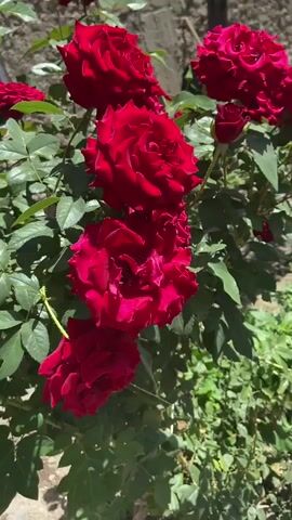 The video shows a close-up shot of a rose bush with several vibrant red roses in full bloom. The roses have many layered petals and are densely packed. Green leaves surround the flowers, creating a lush backdrop. The lighting suggests it is daytime, with sunlight illuminating the scene. In the background, a textured wall, possibly made of stone or brick, is visible. There are no people or animals in the frame, and the focus is entirely on the natural beauty of the roses and their foliage. The camera is stationary, offering a stable and detailed view of the flowers.