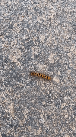 Orange-and-black caterpillar crossing asphalt in Jos, Nigeria