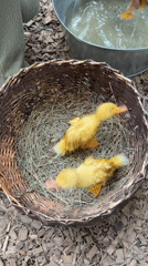 Girl tends ducklings at rural cabin during afternoon