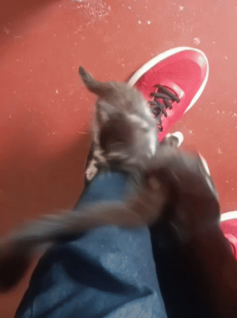 Small animals observed with handlers in Nairobi