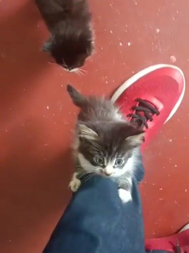 Small animals observed with handlers in Nairobi