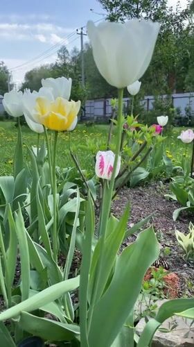 Suburban weekend activities captured in Timokhovo: car washing, dogs relaxing