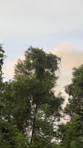 This video shows trees against a cloudy sky. The camera pans slightly, and the leaves of the trees are mostly green, with some areas of lighter green and brown. The sky is overcast with a few patches of sunlight breaking through. The video appears to be shot outdoors.