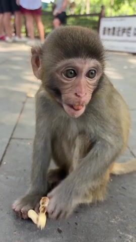 A baby monkey is sitting on a paved surface and eating peanuts. People are standing in the background. The monkey is a light brown color with darker brown fur on its head. It is holding a peanut in its hands and eating it. The monkey looks down at the peanut as it eats. There are other peanuts on the ground around the monkey. The people in the background are wearing casual clothing. The scene appears to be outdoors.
