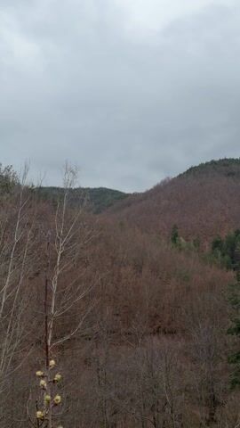 The video shows a mountain landscape under an overcast sky. In the foreground, there are bare trees with a few buds beginning to sprout. Behind them is a densely wooded hillside, mostly brown with some patches of green from evergreen trees. The sky is a uniform gray, with no distinct features. The camera pans slightly to the left, revealing more of the trees in the foreground.