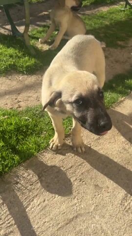 The video shows a tan puppy with a black muzzle standing on a concrete surface. The puppy looks toward the camera and then sniffs at a wooden pole beside it. In the background is a light brown dog sitting on the ground near a green picnic table. The ground has patches of grass. The scene appears to be outside on a sunny day. The camera is slightly above the puppy and stays still throughout the video.