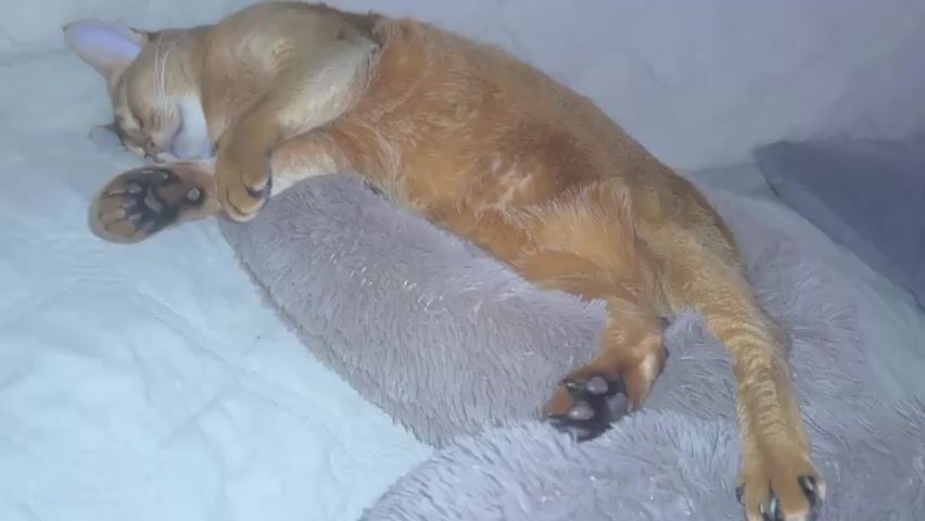 The media file shows a short video clip of an Abyssinian cat sleeping soundly on a bed. The cat is a rich, reddish-brown color with characteristic ticked fur. It is curled up on its side, with its head resting on a fluffy grey pillow. One of its front paws is tucked under its chin, and its back legs are stretched out. The cat appears to be in a deep sleep, with its eyes closed and its breathing slow and steady.

The setting is a bedroom, with a white quilted bedspread and a grey pillow visible. The lighting suggests it is nighttime or the room is dimly lit. There are no people visible in the clip, only the sleeping cat.

The activity taking place is simply the cat sleeping. There are no other notable events or actions occurring. The emotions conveyed are those of peace and relaxation, as the cat seems completely at ease in its sleeping position. The cat's relaxed posture and the peaceful atmosphere of the scene create a sense of tranquility.

There is no visible text in the media file.

The location context provided is Stopyatyy, Russia, which is a small village in the Pskov Oblast. While the video itself doesn't offer specific visual cues to pinpoint the location to this particular village, the context suggests the cat is in a home in this region.