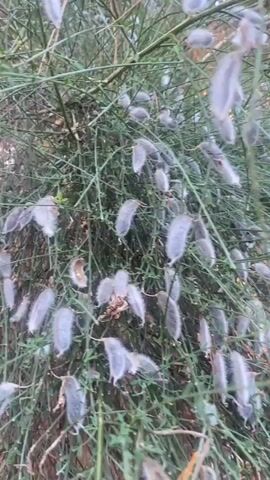 A close-up shot focuses on a bushy plant with thin green stems and numerous small, light-colored seed pods hanging from the stems. The seed pods are elongated and have a papery, almost translucent appearance. The background is blurred, but appears to be a natural environment with dried leaves and other vegetation. The lighting suggests it might be overcast or late in the day. The camera movement is slightly shaky, giving a hand-held feel.