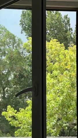 The video shows a view through a window of lush green trees. A white window frame is visible, along with a silver handle on the left side. The lighting suggests it is daytime. The camera is stationary.