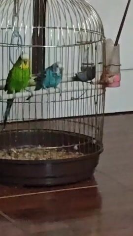 A green budgie sits on a perch on the left side of a birdcage. A blue budgie is on a perch to the right of the green budgie. The cage is hanging from a stand. The floor is tiled.