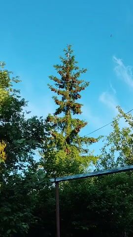 A tall evergreen tree with numerous cones stands against a clear blue sky with wispy white clouds. The tree is surrounded by lush green foliage, suggesting a natural or outdoor setting. The lower portion of the frame shows a hint of man-made structures, possibly a fence or a support post, indicating human presence in the vicinity.