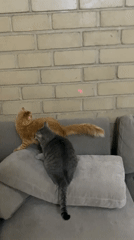 Cats play with laser pointer in Jiutepec home
