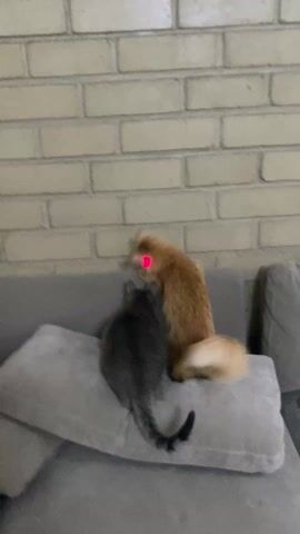 The video shows two cats on a gray couch, one orange and one gray tabby, watching a red laser pointer projected on a brick wall. The orange cat stands on the back of the couch, reaching towards the laser dot, while the gray tabby sits on a pillow, also looking at the dot. The background is a light brick wall.