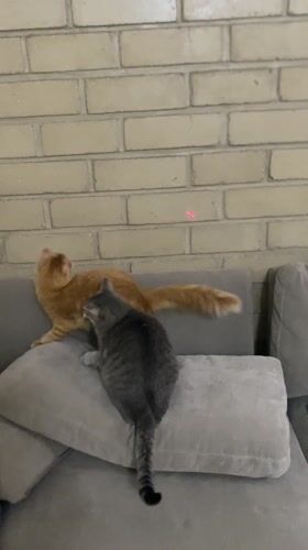 Cats play with laser pointer in Jiutepec home