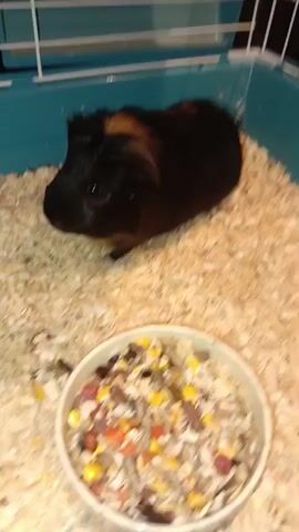 A black and brown guinea pig is in a cage with wood shavings. A bowl of food is in the foreground. The guinea pig is standing and looking forward. The cage has blue plastic walls and white bars.