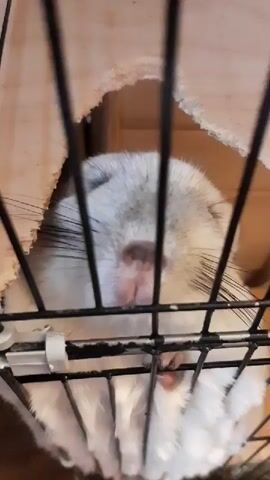 A close-up, low-angle shot captures a sleeping chinchilla behind black cage bars. The chinchilla, with light gray and white fur, is resting its head and front paws against the cage, its eyes closed. Its nose is pink and twitching slightly. The cage appears to be made of wood and wire, with a torn opening in the wooden part at the top. The background is blurred, but suggests the interior of a room. The lighting is soft, indicating it could be daytime indoors. The overall scene conveys a sense of peaceful rest and domesticity. No visible text is present in the frame.