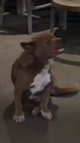 A brown and white dog is sitting on a concrete floor under a wooden table and chairs. The dog looks up, licks its lips, and scratches its side with its rear leg. The dog’s eyes reflect the light at different points and appear to be colored different colors.