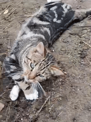 Tabby cat rolling, grooming, and strolling on dirt ground