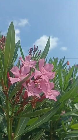 The media file shows a close-up, low-angle shot of pink oleander flowers in bloom, set against a bright blue sky with scattered white clouds. The flowers are clustered on a branch with long, slender green leaves. Several buds are also visible, suggesting the plant is in its prime blooming season. In the background, more oleander bushes are visible, creating a dense green foliage. Further back, a glimpse of a tree and a utility pole with what appears to be a hanging lantern or light fixture can be seen, hinting at an outdoor, possibly residential or garden setting. The sunlight is strong, casting clear shadows and illuminating the scene, suggesting it is daytime, likely late morning or early afternoon. The overall mood is serene and natural, highlighting the beauty of the flowers and the pleasant weather. There is no visible text in the media file. The location context provided indicates Yenişehir, Turkey.