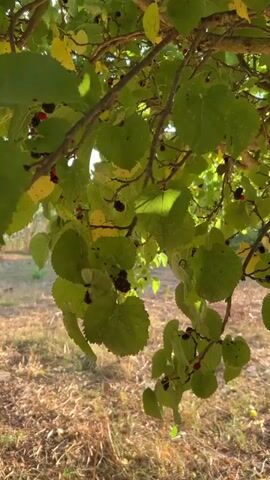 The video shows a close-up view of a mulberry tree with ripe mulberries and green leaves. The camera pans slightly to reveal more of the tree and its surroundings. The ground beneath the tree is covered with dry grass and fallen leaves. The overall lighting suggests it is daytime.