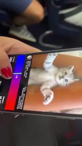 A woman is seated on an airplane holding a cell phone displaying a kitten lying on its back on a person's lap. The phone also shows information about a stock or cryptocurrency called "HJRO." The woman's red-painted fingernail touches the screen. Someone is sitting next to her. The airplane seat is blue.