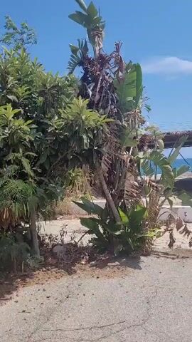 The video shows a bright, sunny day with a clear blue sky. The scene is dominated by lush green vegetation, including several trees and bushes. One tree in the foreground has broad, dark green leaves. To its right, there is a taller tree with thinner, lighter green leaves and long, brown seed pods hanging down. In the background, there are large, palm-like leaves and a hint of the ocean or a body of water. The ground is covered in gravel and dirt, with some patches of dry grass. There appears to be a paved surface in the lower part of the frame, possibly a road or driveway. The overall impression is of a natural, outdoor environment, possibly in a warm climate.
