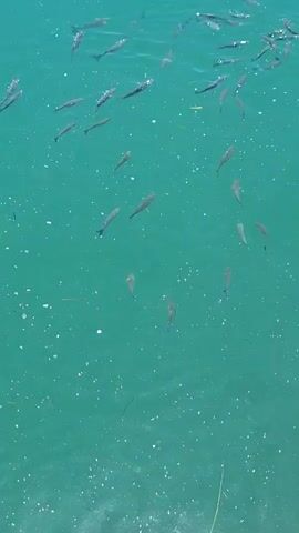 A school of small, silvery fish swims in clear, turquoise water. The fish are mostly close to the surface, with some individual fish visible deeper down. The water is slightly disturbed, creating ripples and reflecting sunlight, which causes small white sparkles on the surface. The scene appears to be outdoors, possibly in the ocean or a large lake, given the clarity and color of the water.