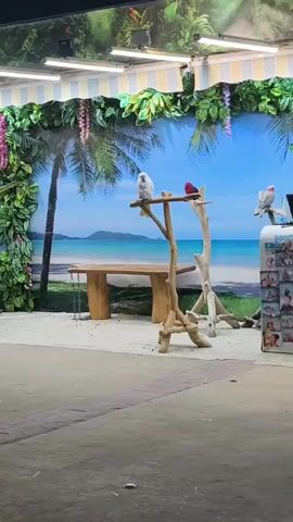 This is a video of an outdoor display featuring several birds. In the foreground, there is a paved walkway and a sandy area with a wooden table and two wooden perches. On the first perch from the left, a macaw is perched. On the second perch, a white owl is perched, and to its right, a red bird is perched. In the background, there is a large mural depicting a tropical beach scene with palm trees and a blue ocean. To the right of the mural, there is a display rack with several photos or cards. The overall environment appears to be an amusement park or a tourist attraction.