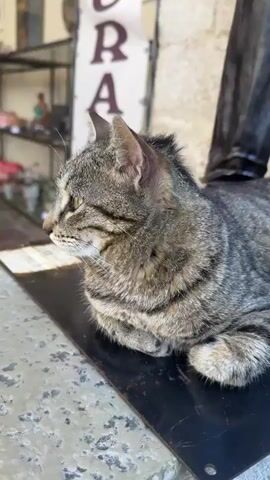 A tabby cat with green eyes is resting on a dark surface. The cat is looking to the left. In the background, there is a stone wall and a sign that says "MURANO GLASS." The overall scene appears to be outdoors.