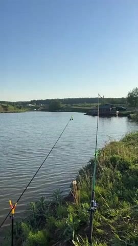 The video shows a still, daytime shot of a pond. Two fishing rods are set up on the grassy bank in the foreground. The pond is calm with small ripples on the surface. Across the pond, there's a grassy bank with a small wooden structure and some people in the distance. The sky is clear blue. A person speaks in the background.