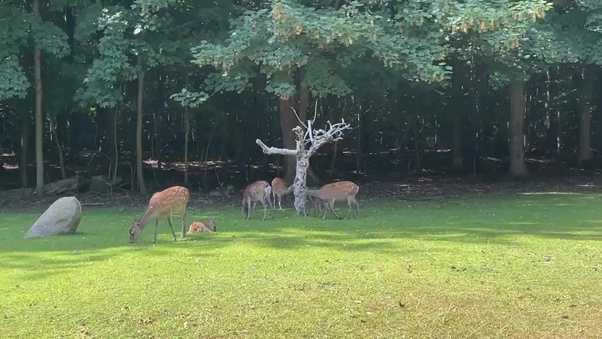 A herd of deer grazes on a grassy field near a forest. One deer is lying down in the grass. A large rock is visible to the left of the frame. A bare, dead tree stands in the center of the frame. The deer are spotted and appear to be young. The sun is shining and the lighting is bright.