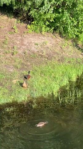 The video shows a body of water bordered by a grassy bank and trees. On the bank, three ducks are visible. One duck is darker and appears to be a male mallard, while the other two are lighter brown and appear to be female mallards. One of the female mallards is facing away from the camera, and the other is facing towards it. In the water, a single duck is swimming, creating ripples on the surface. The water is murky and contains some vegetation. The trees in the background are lush and green, suggesting it is a warm day. The lighting suggests it is daytime, with sunlight casting shadows.
