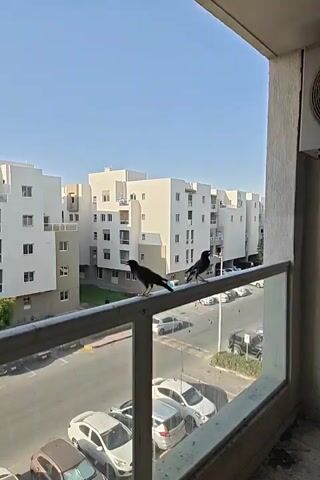 The video opens with a clear view of two birds perched on a white railing. The railing is in the foreground, dividing the frame horizontally. The birds are dark in color, with one facing left and the other facing right. Behind the railing, a street with parked cars is visible. In the middle ground, a row of modern, multi-story apartment buildings with white facades and balconies stretches across the scene. The sky above is a clear, bright blue. The perspective suggests the video is taken from a balcony or window. The scene is brightly lit, indicating daylight.