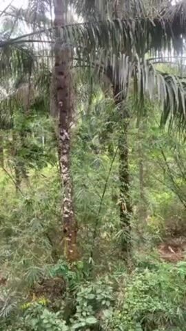 The camera pans up and to the right, showing a lush, green landscape. Two palm trees stand tall, their fronds swaying gently. Dense bamboo stalks fill the space between and behind the palm trees, creating a thicket of green. The ground is covered with various plants and greenery. The sky above is overcast, with a dull light filtering through the dense foliage. The video appears to have been taken from a slightly elevated position, possibly from a balcony or the edge of a building.