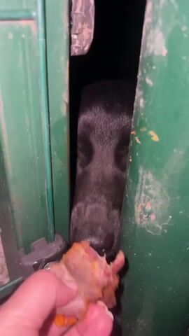 A black dog with its mouth open, revealing its teeth and tongue, is being fed a piece of meat by a person's hand. The dog is poking its head through a narrow gap in a green metal structure. The background is dark.