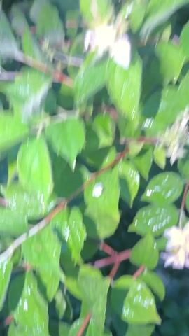 This media file shows a close-up of a flowering bush with bright green, wet leaves and small, delicate white flowers. The leaves are veined and have serrated edges, and many are glistening with water droplets, suggesting it has recently rained or been watered. Sunlight filters through the foliage, creating highlights and shadows. The bush appears to be in a natural outdoor setting, likely a garden or park. The overall mood is serene and natural. No people, text, or specific time of day indicators are visible. The implied location is Аргамак, Russia.
