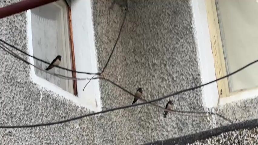 Three small birds are perched on black wires running along a textured, grey building with two windows. The window on the left has a white frame and a sheer curtain, while the window on the right has a yellowed frame. The birds appear to be of the same species, likely swallows, given their slender build and pointed wings, though the resolution makes exact identification difficult. They are all facing in the same general direction, towards the right side of the frame. The building's exterior is rough and uneven, suggesting it might be an older structure. Dark, possibly tar-like material forms a horizontal strip along the bottom of the building, with some moss or lichen visible on it. The overall lighting suggests it is daytime, possibly overcast given the lack of strong shadows. The scene is simple and natural, focusing on the birds in their urban environment. No text is visible in the image.